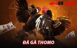 Đá Gà Thomo