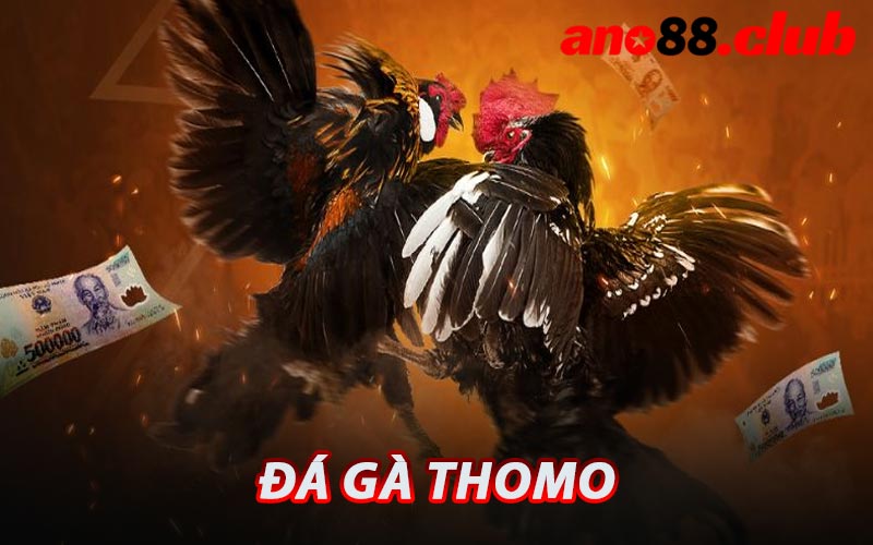 Đá Gà Thomo