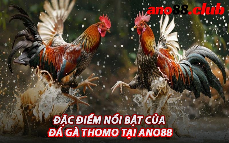 Đặc Điểm Nổi Bật Của Đá Gà Thomo Tại ANO88