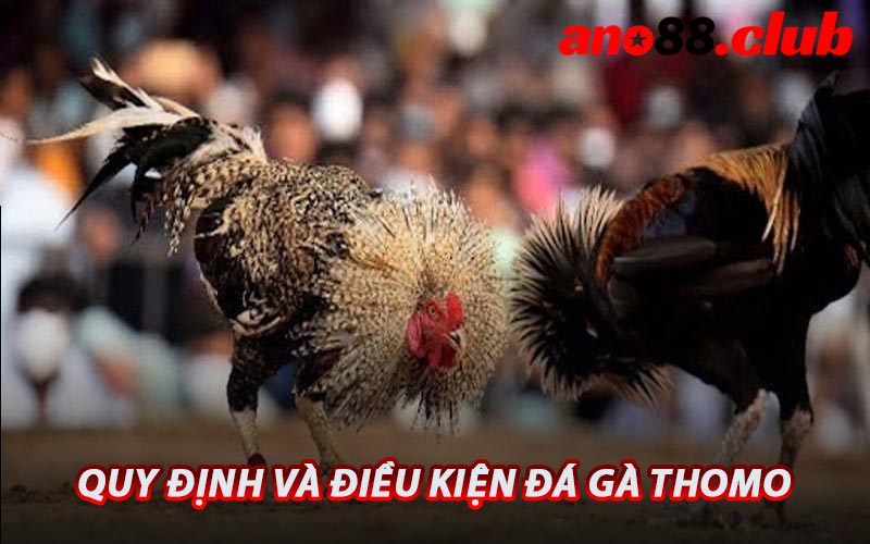 Quy Định Và Điều Kiện Đá Gà Thomo